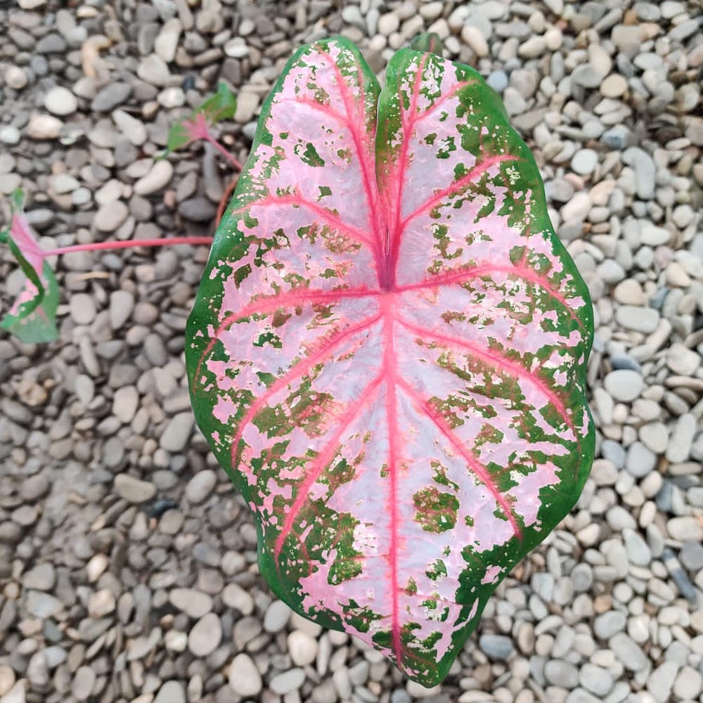 Caladium Pink Beauty