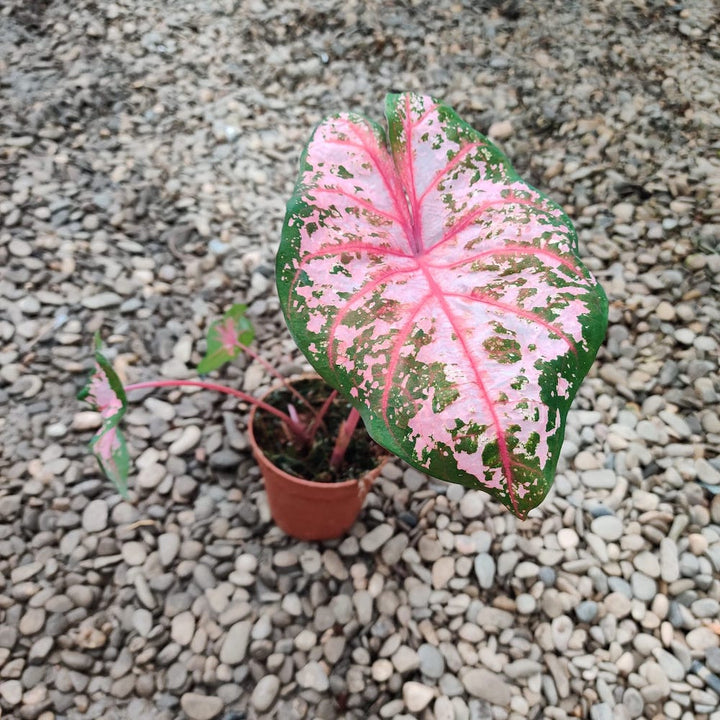 Caladium Pink Beauty