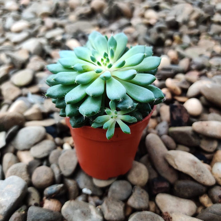 Echeveria rundelii