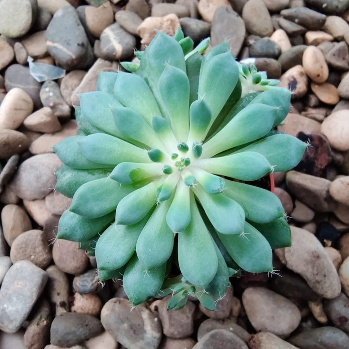 Echeveria rundelii