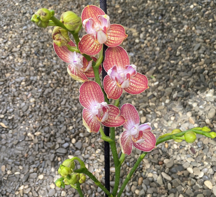 Phalaenopsis Anthura Ravello PELORIC