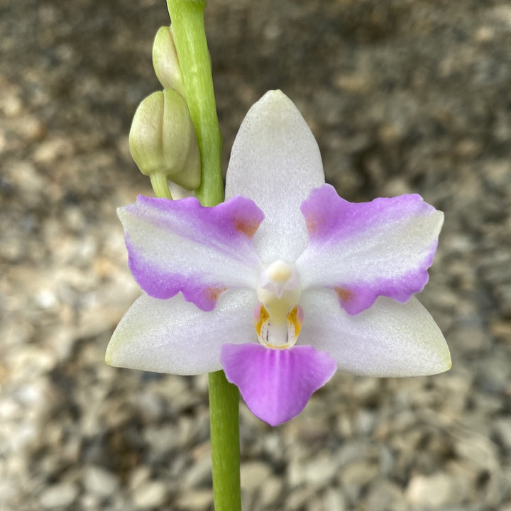 Phalaenopsis pulcherrima 'Red'