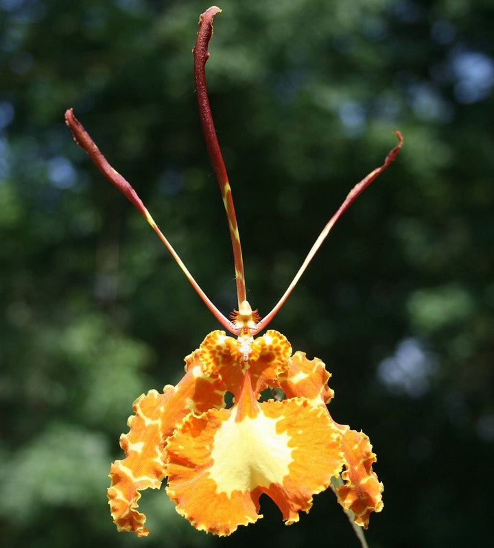 Psychopsis Mariposa - inforire secventiala