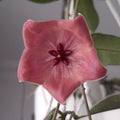 Hoya patella 'Pink'