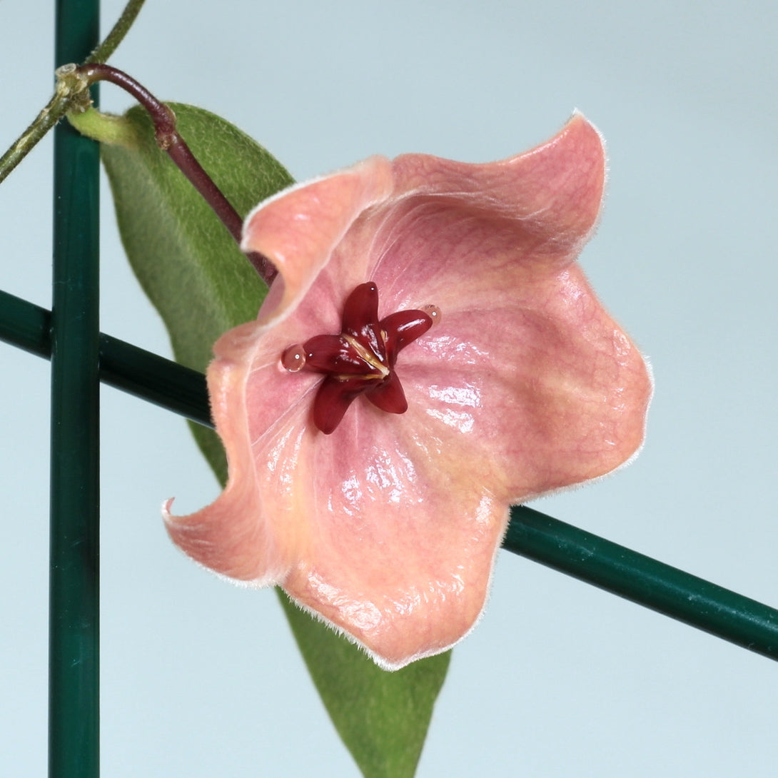 Hoya patella 'Pink'