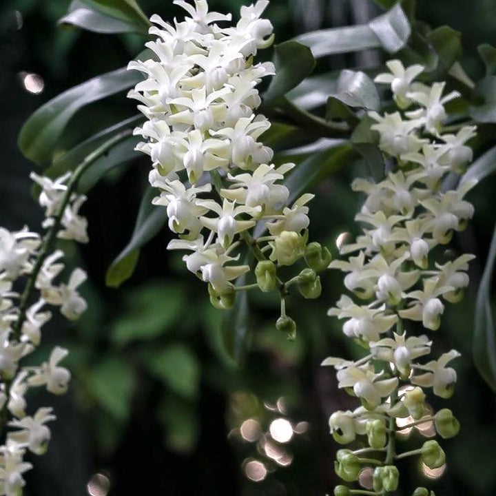 Aerides odorata var. alba