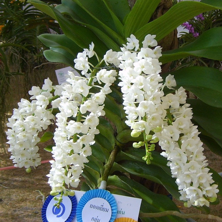 Rhynchostylis gigantea var. alba