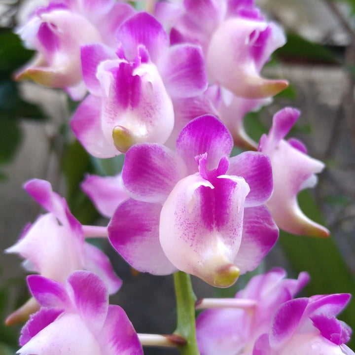 Aerides lawrenceae (4N)