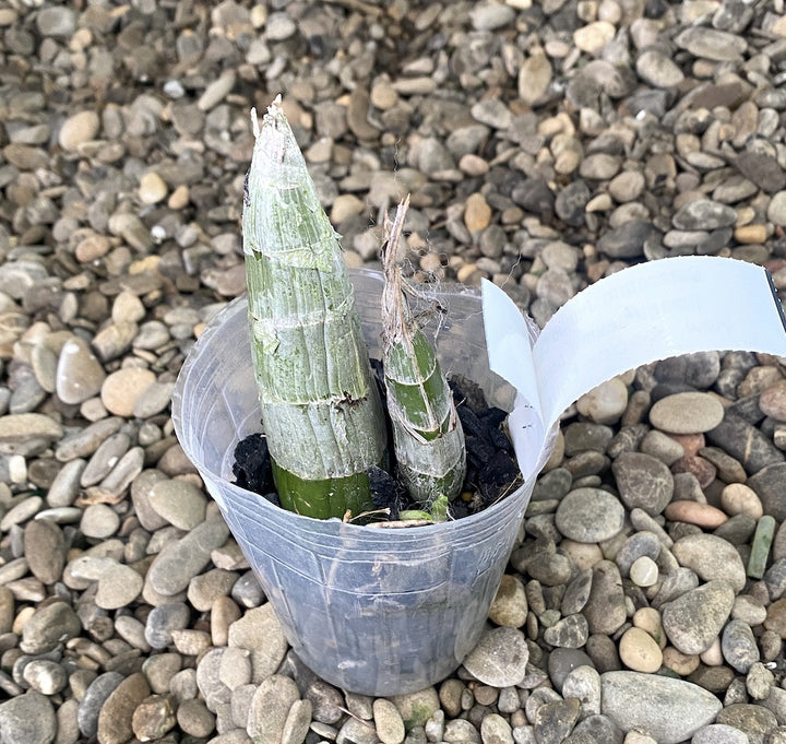 Catasetum Jumbo Carnival (sanguineum × penang)