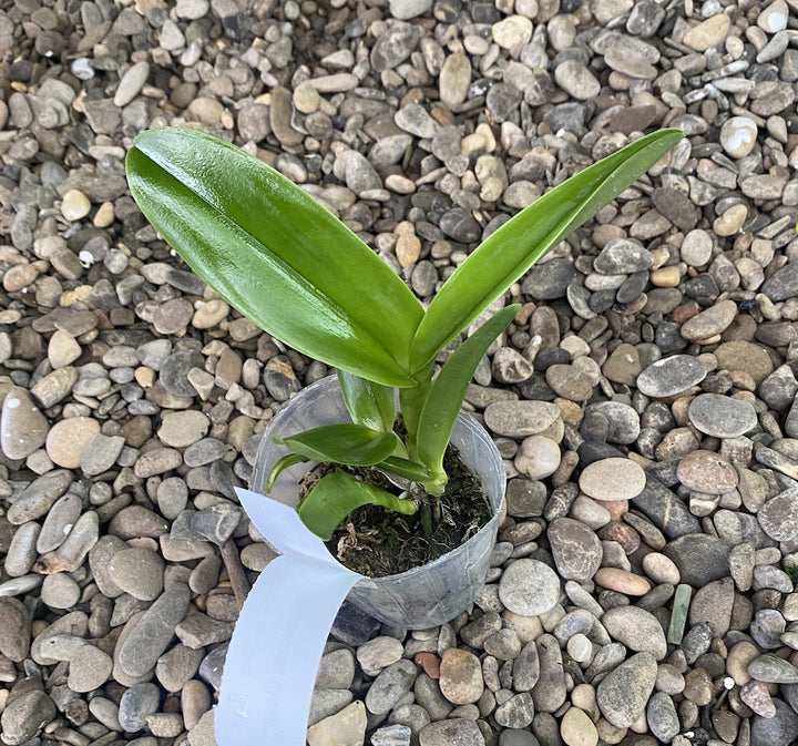 Cattleya tenebrosa - flori mari parfumate