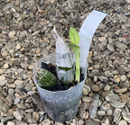 Clowesetum Jumbo Apollo