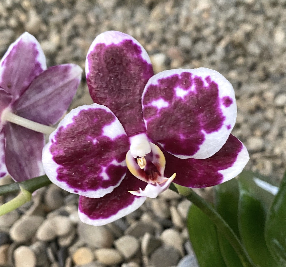 Phalaenopsis Golden Peoker 'ES'