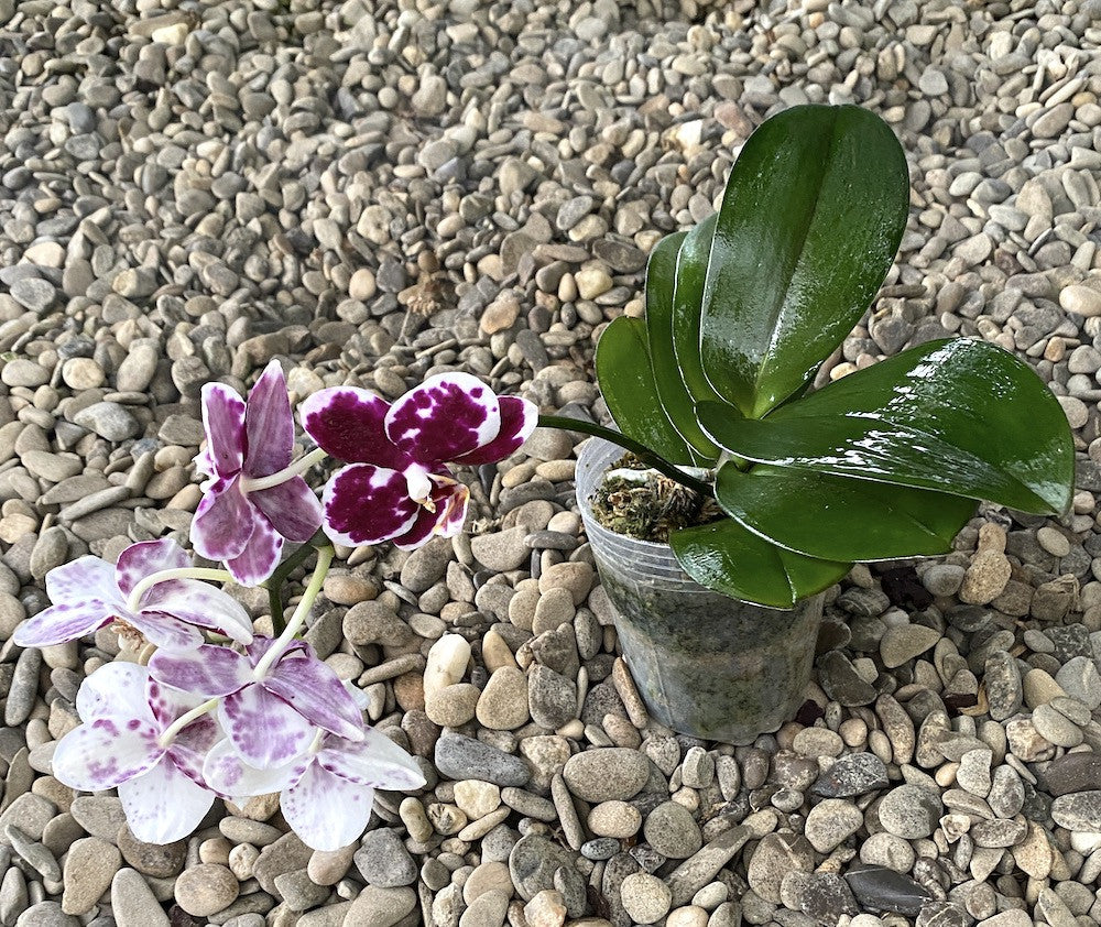 Phalaenopsis Golden Peoker 'ES'