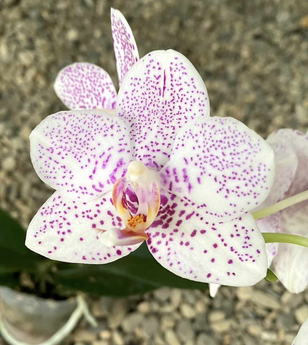 Phalaenopsis Golden Peoker 'ES'