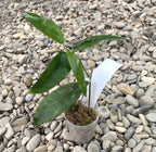 Hoya sammannaniana (EPC 883)