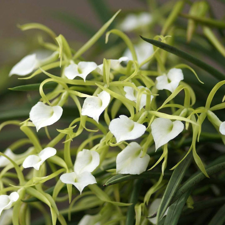 Brassavola Cordata *parfumata