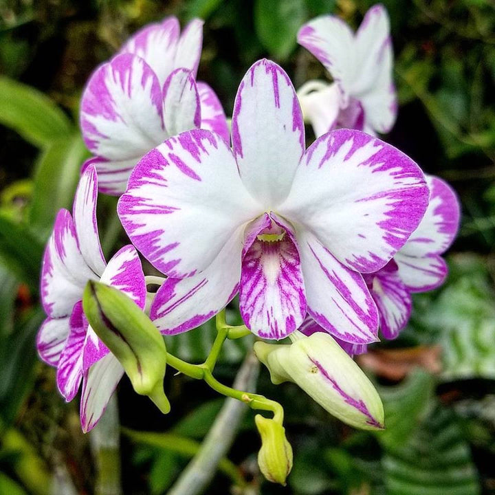 Dendrobium Enobi Purple 'Splash' AM/AOS