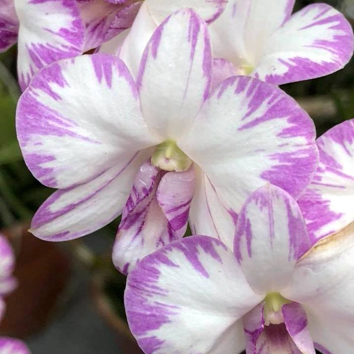Dendrobium Enobi Purple 'Splash' AM/AOS