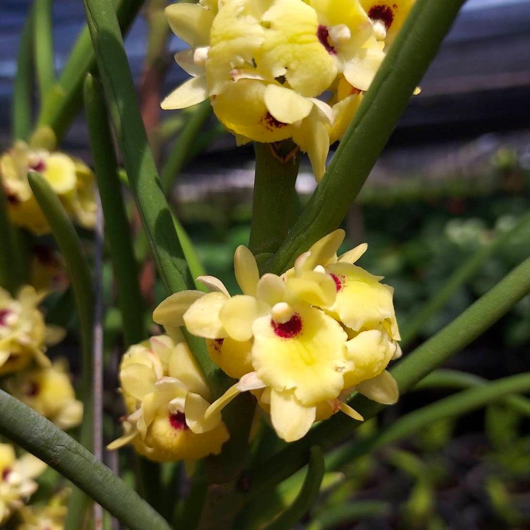 Luisia primulina (Velvet orchid)