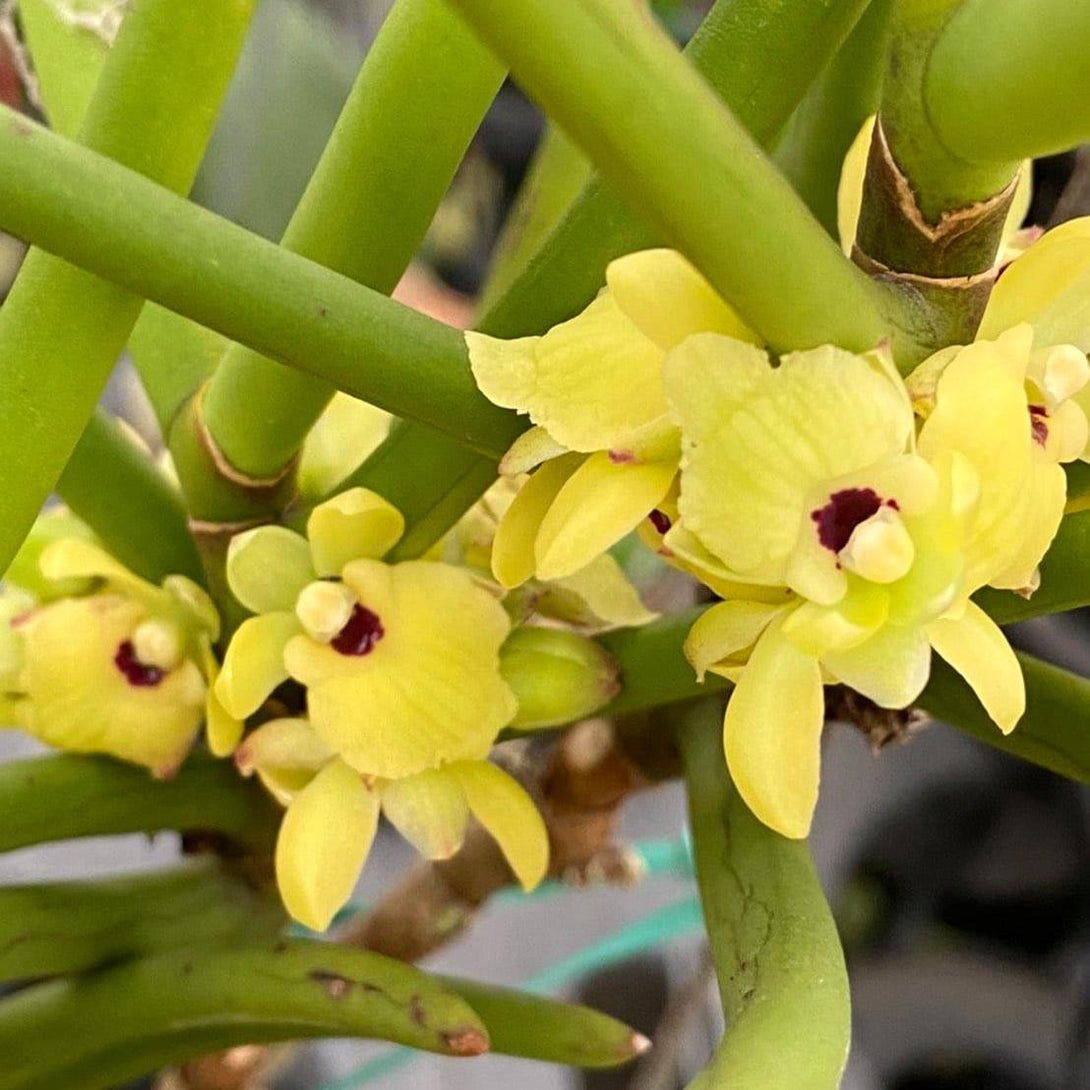 Luisia primulina (Velvet orchid)