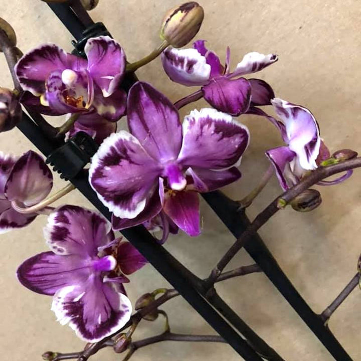 Phalaenopsis Younghome Kaleido