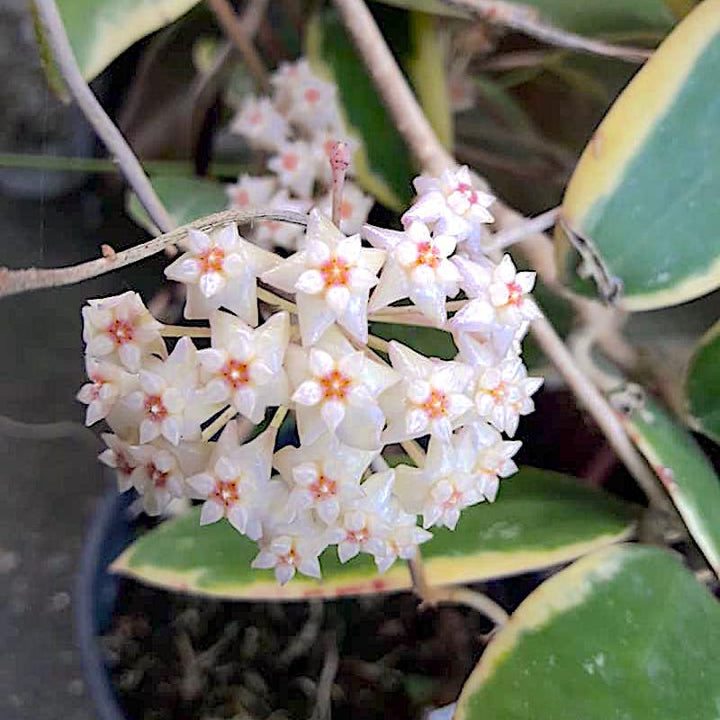 Hoya acuta 'Albomarginata' (Hoya verticillata 'Albomarginata)