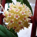 Hoya vitellinoides × Hoya scortechinii 'Pink'