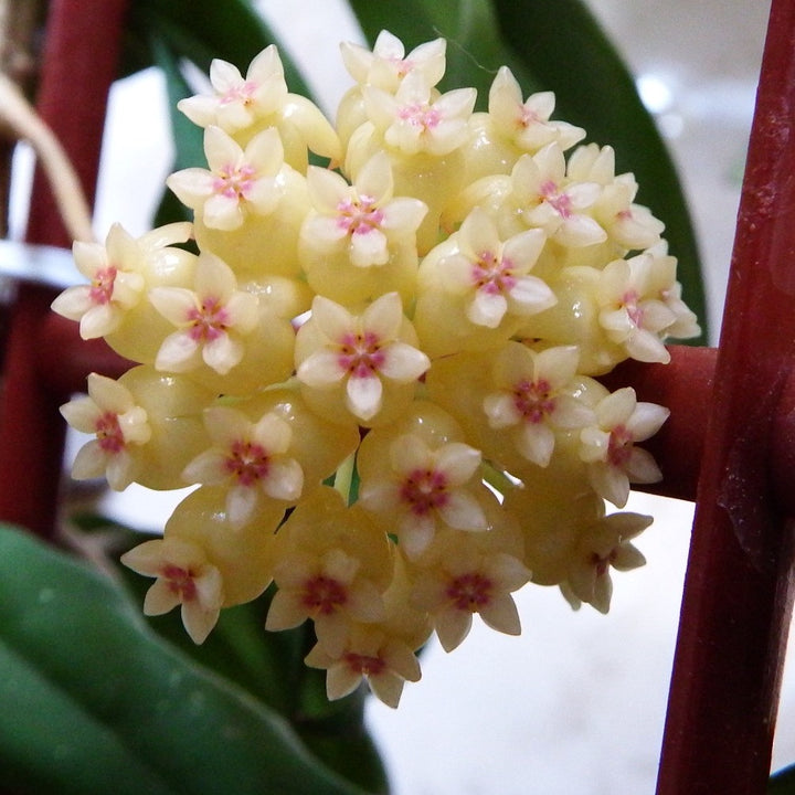 Hoya vitellinoides × Hoya scortechinii 'Pink'