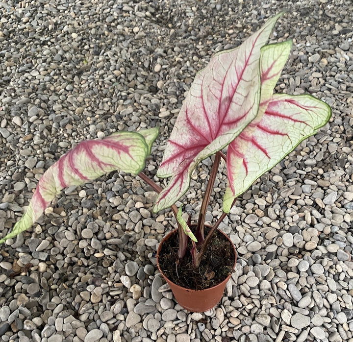 Caladium Fiesta