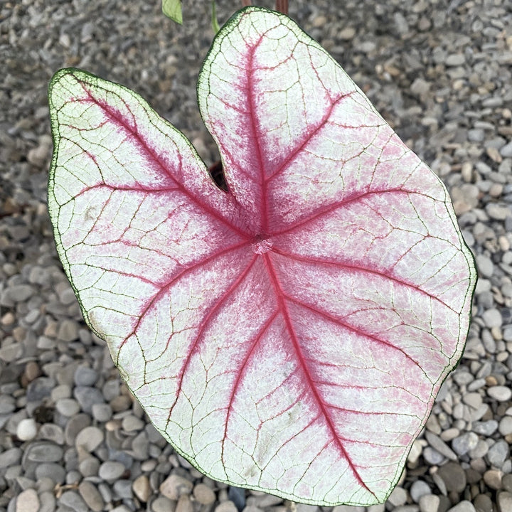 Caladium Fiesta