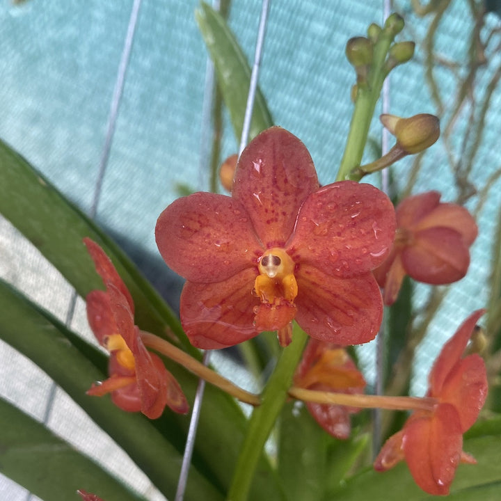 Vanda Arthorn (Vanda Yip Sum Wah × Vanda miniata)