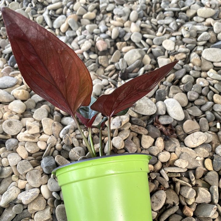 Syngonium erythrophyllum ‘Llano Carti Road’