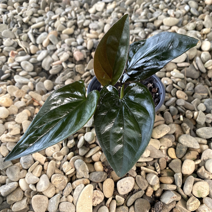 Syngonium erythrophyllum ‘Llano Carti Road’