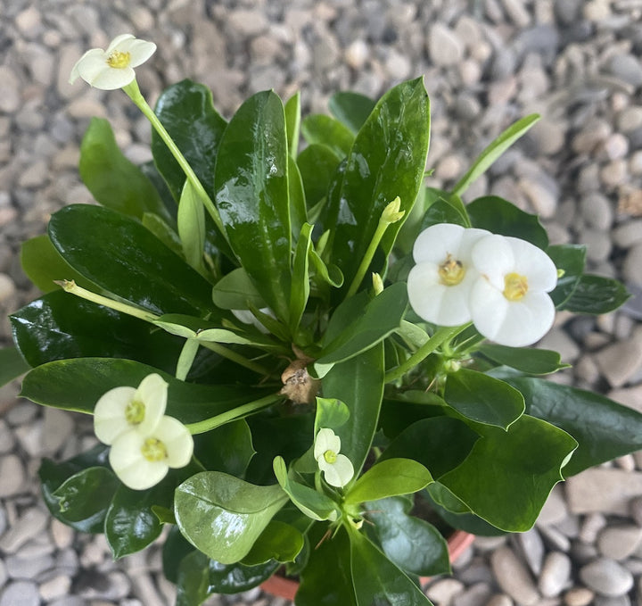 Euphorbia Milii - Coroana lui Isus