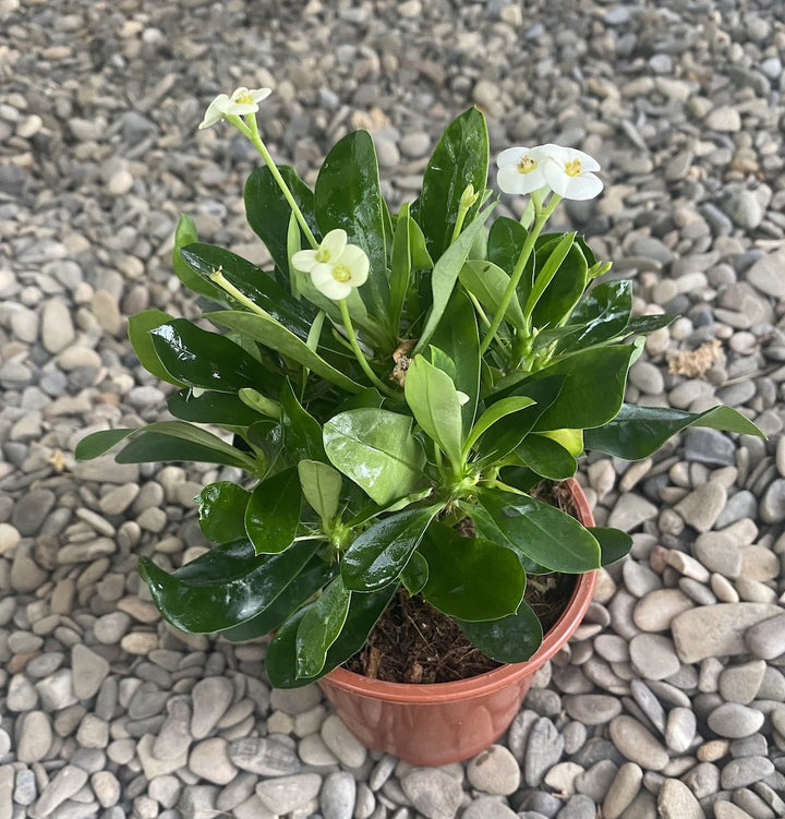 Euphorbia Milii - Coroana lui Isus