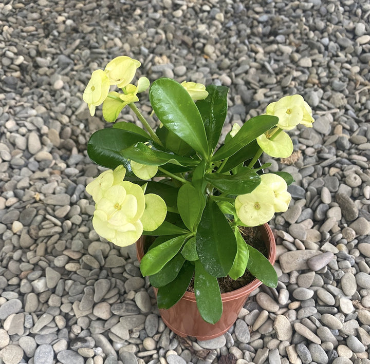 Euphorbia Milii galbena