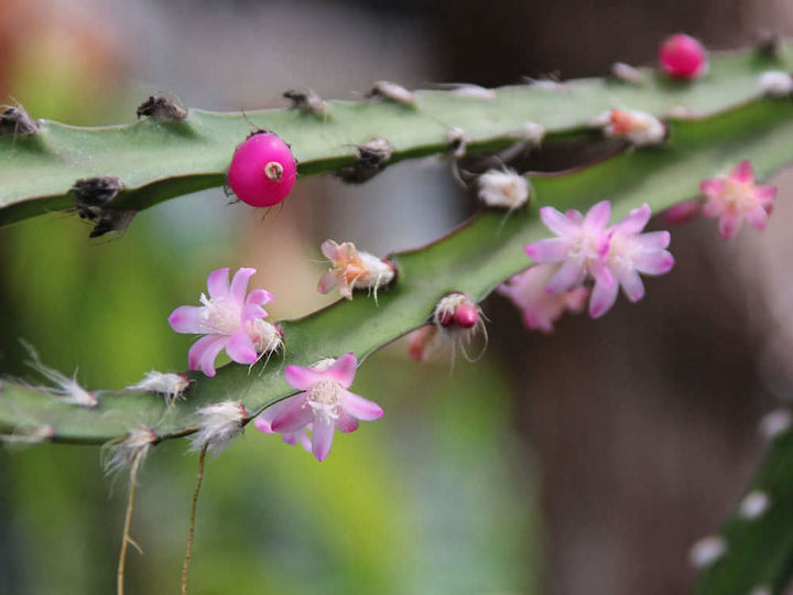 Lepismium cruciforme red