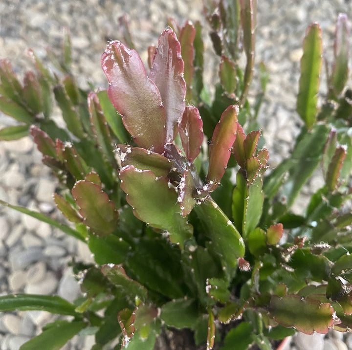 Rhipsalis Agudoensis, specii rare de cactusi la pret atractiv!