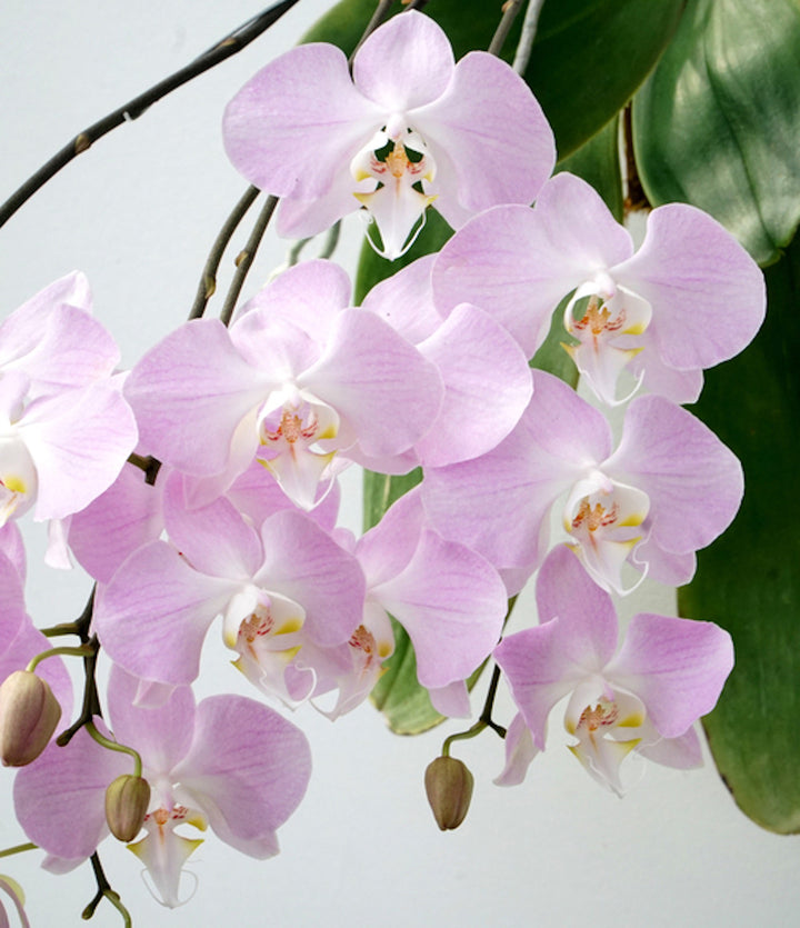 Phalaenopsis sanderiana