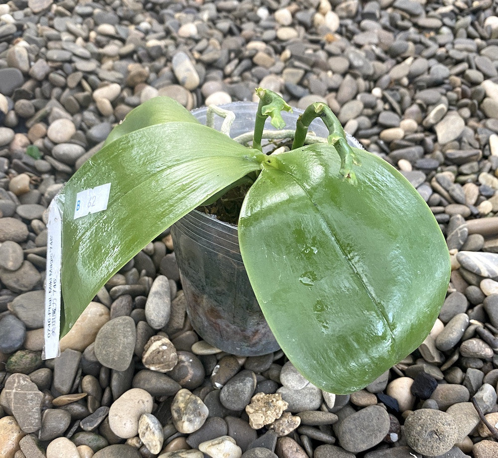 Phalaenopsis Miki Magic '746'