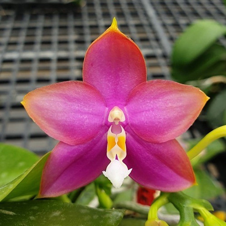 Phalaenopsis Miki Magic '746'