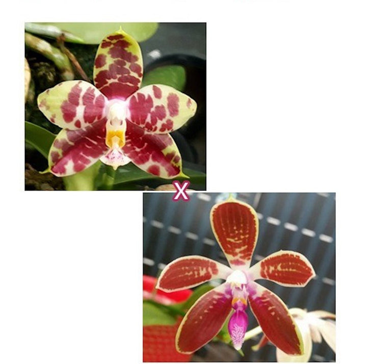 Phalaenopsis Hannover Passion × corningiana