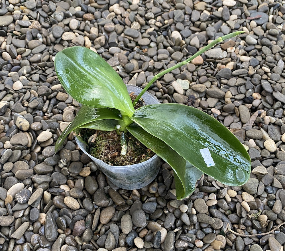 Phalaenopsis Mok Choi Yew × Yaphon Sir