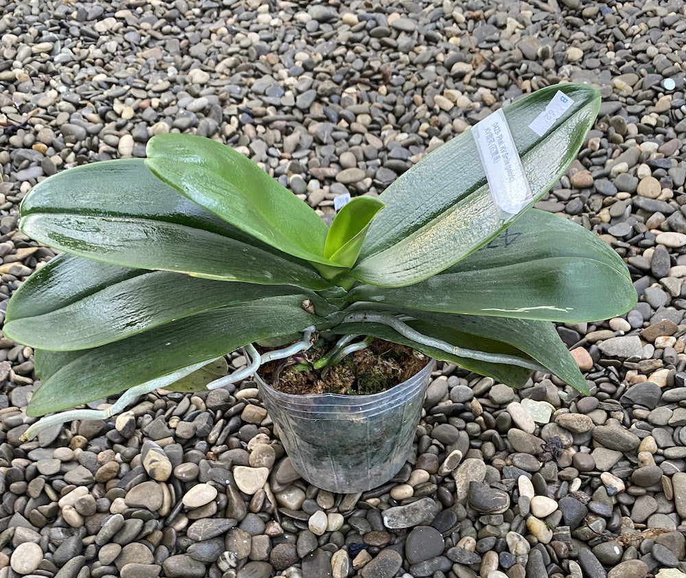 Phal. KV Smile (peloric)