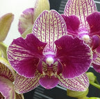 Phal. KV Smile (peloric)
