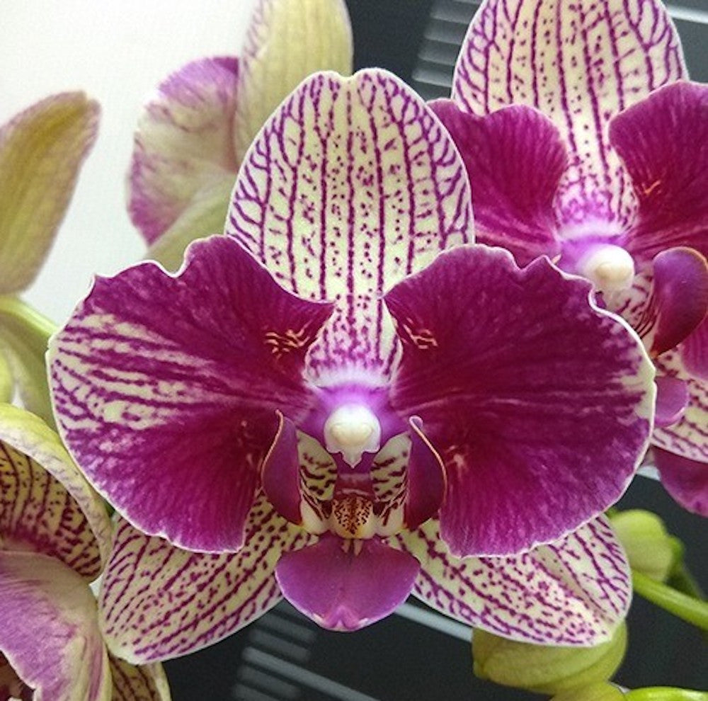 Phal. KV Smile (peloric)