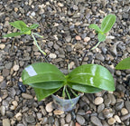Phalaenopsis equestris 'Pink'