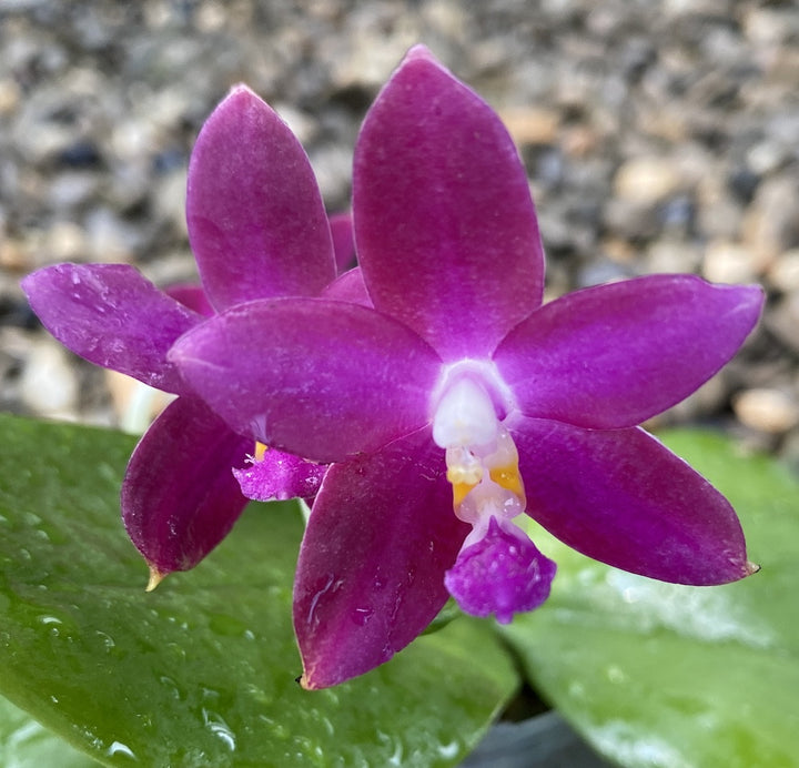 Orhidee Phalaenopsis Tying Shin Fly Eagle × violacea var. indigo blue