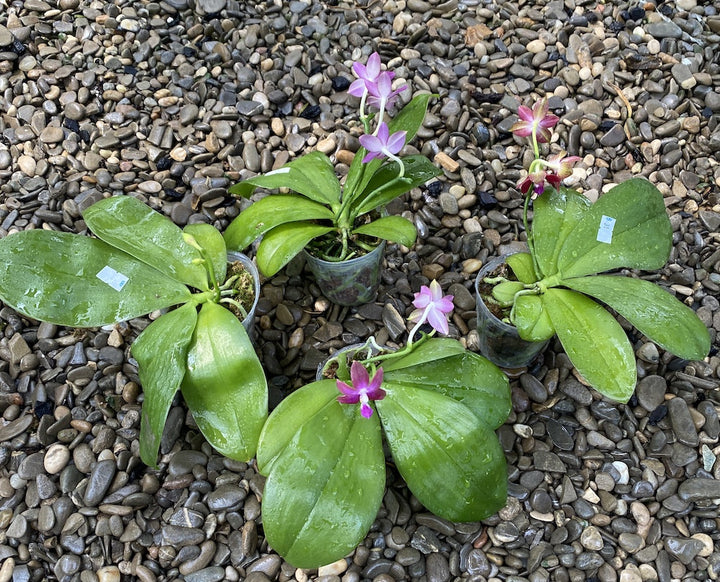 Orhidee Phalaenopsis Tying Shin Fly Eagle × violacea var. indigo blue