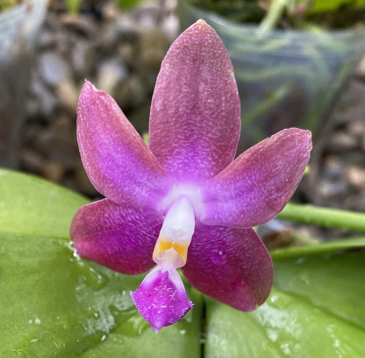 Orhidee Phalaenopsis Tying Shin Fly Eagle × violacea var. indigo blue